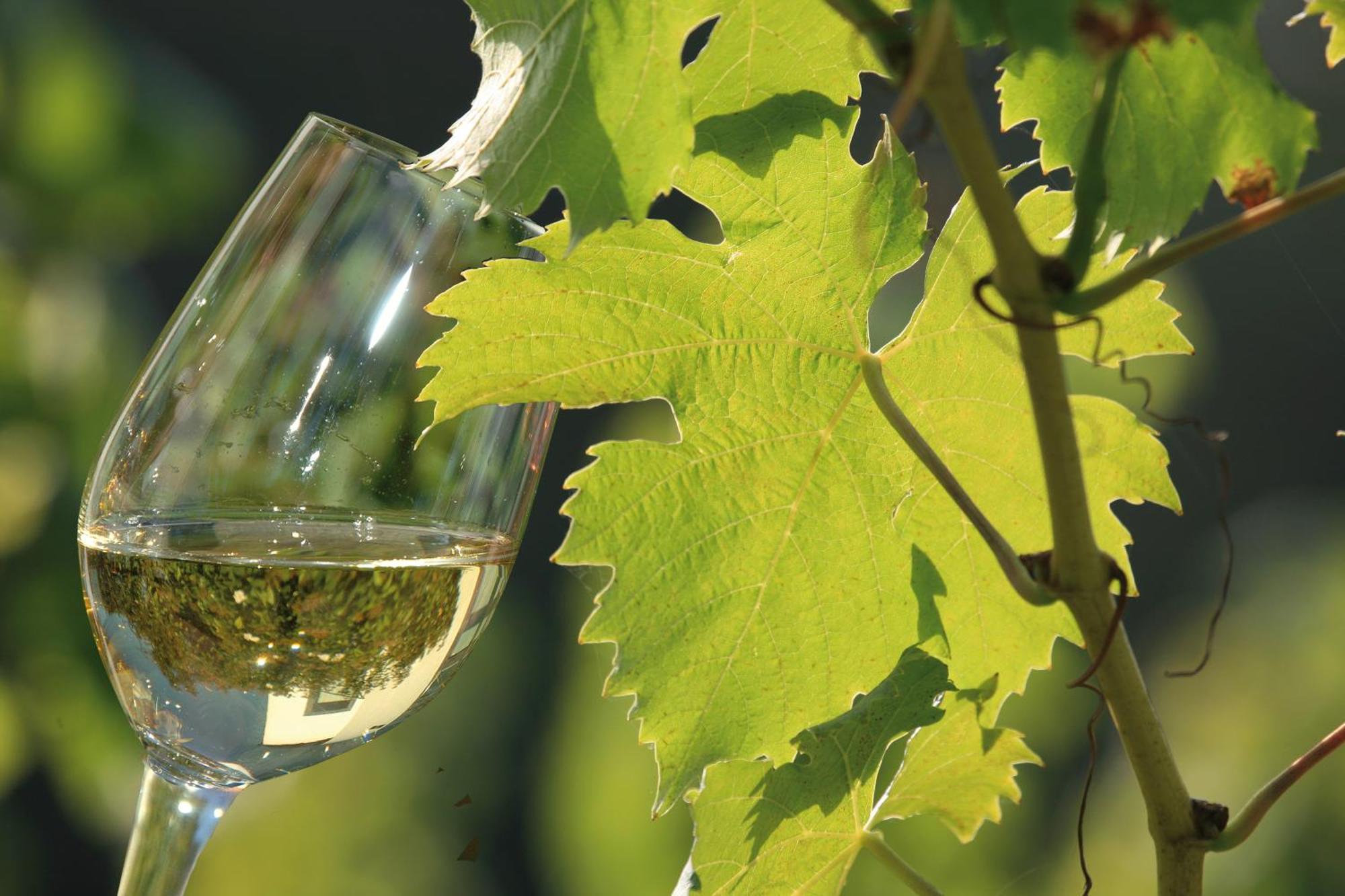 شقة Weingut Rosenbaum بريديل المظهر الخارجي الصورة